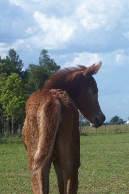 Reg Partbred Show Filly
